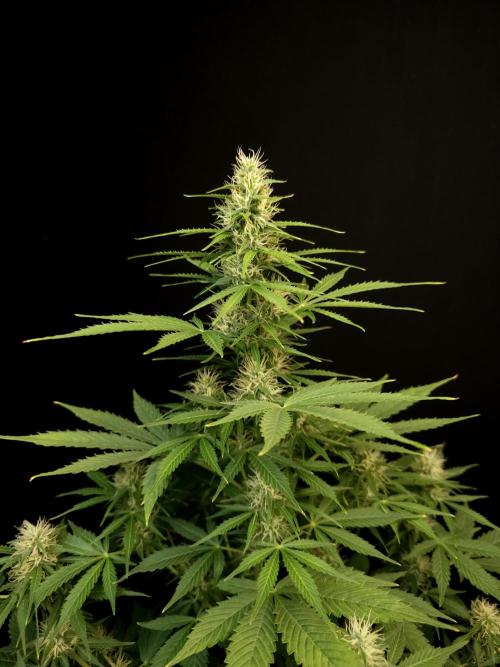 Pandora auto 1. Week 8