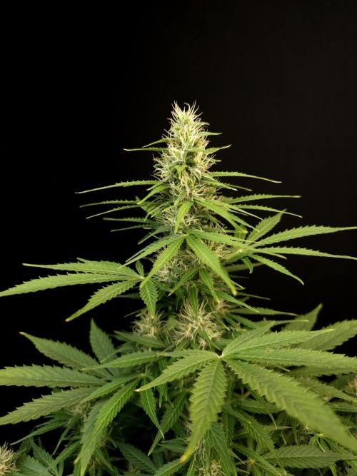 Pandora auto 1. Week 8