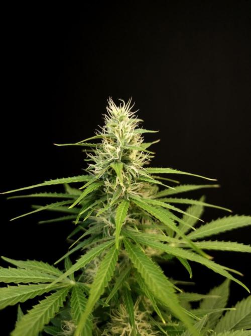 Pandora auto 1. Week 8