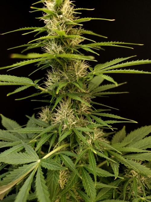 Pandora auto 1. Week 8