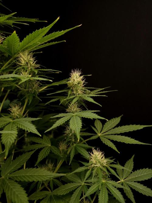 Pandora auto 1. Week 8