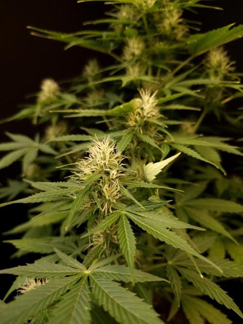 Pandora auto 1. Week 8