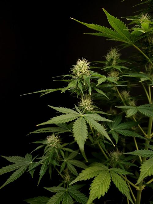 Pandora auto 1. Week 8