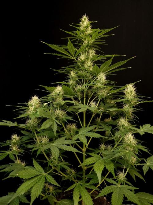 Pandora auto 1. Week 8