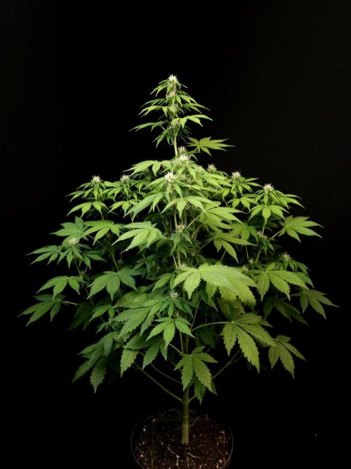 Pandora auto 2. Week 8