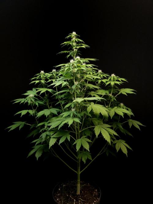 Pandora auto 2. Week 8