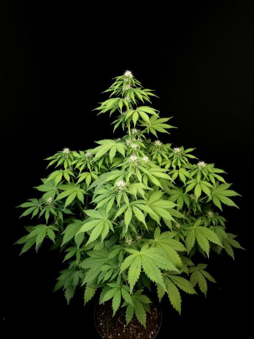 Pandora auto 2. Week 8