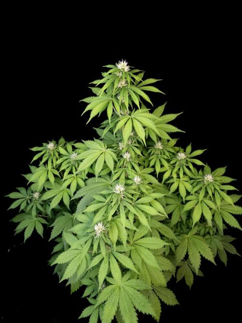 Pandora auto 2. Week 8