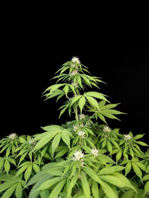 Pandora auto 2. Week 8