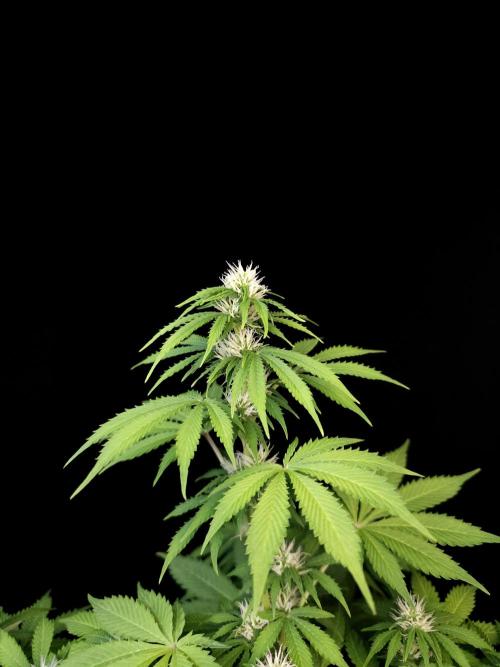 Pandora auto 2. Week 8