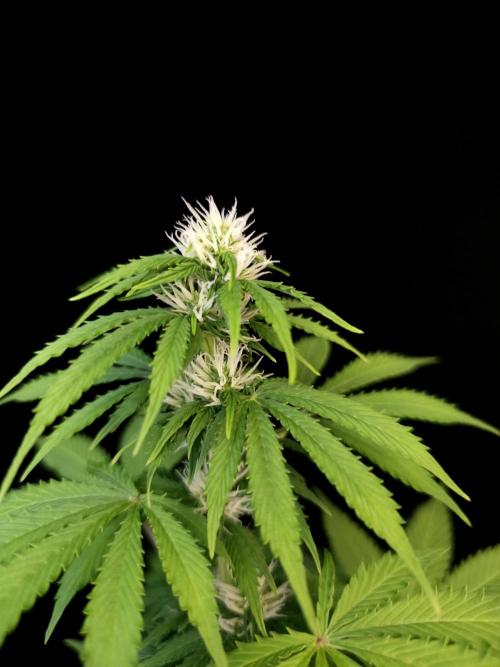 Pandora auto 2. Week 8