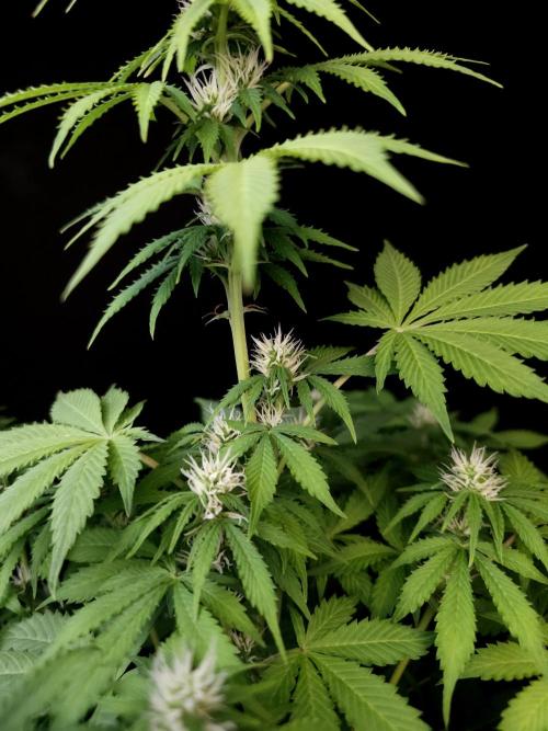 Pandora auto 2. Week 8