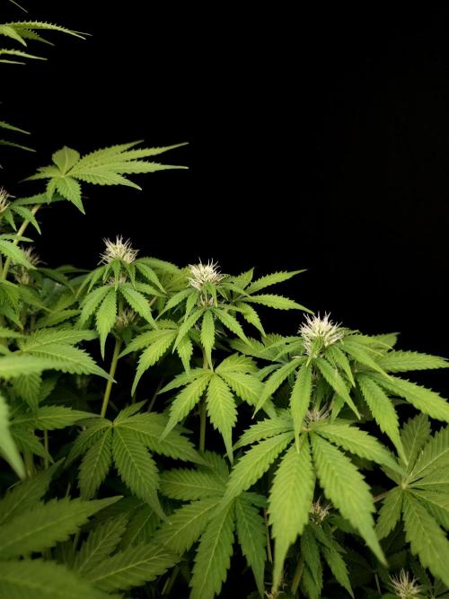 Pandora auto 2. Week 8