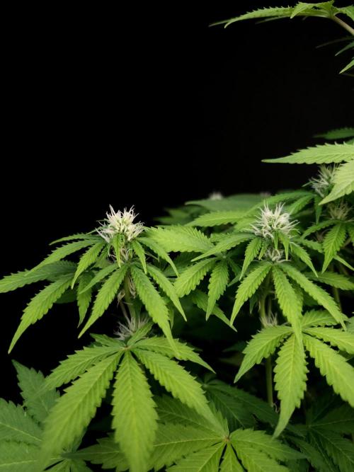 Pandora auto 2. Week 8