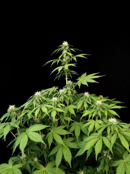 Pandora auto 2. Week 8