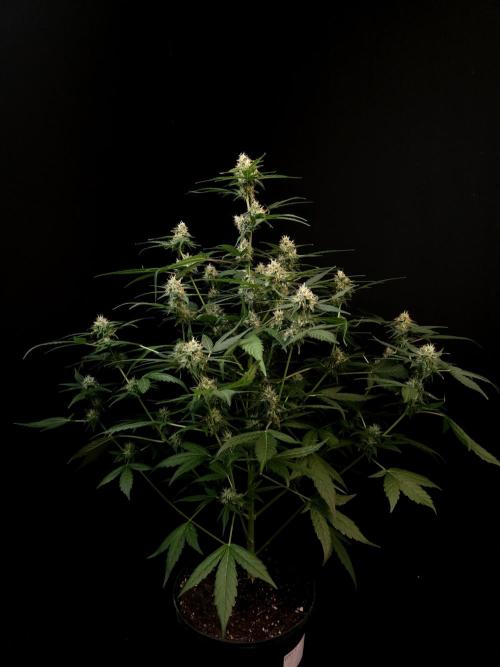 Vertigo Auto 1. Week 8