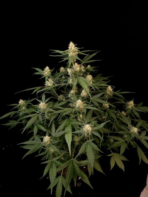 Vertigo Auto 1. Week 8