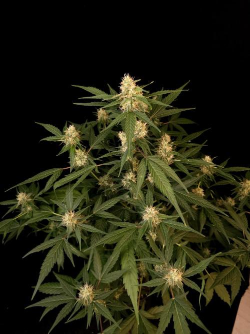 Vertigo Auto 1. Week 8