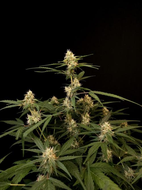 Vertigo Auto 1. Week 8