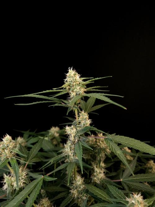 Vertigo Auto 1. Week 8