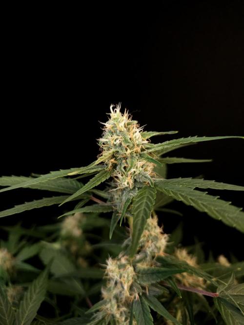 Vertigo Auto 1. Week 8