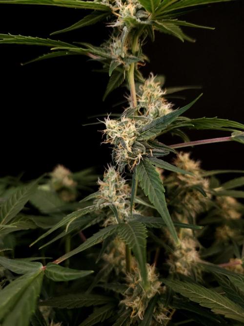 Vertigo Auto 1. Week 8