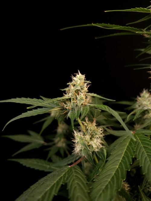 Vertigo Auto 1. Week 8