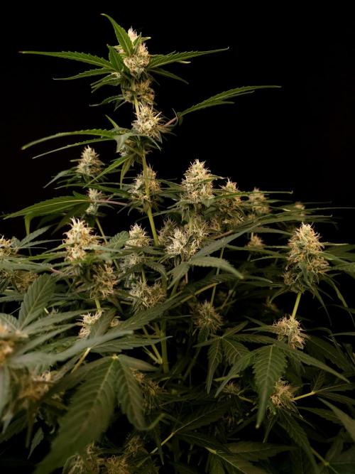 Vertigo Auto 1. Week 8