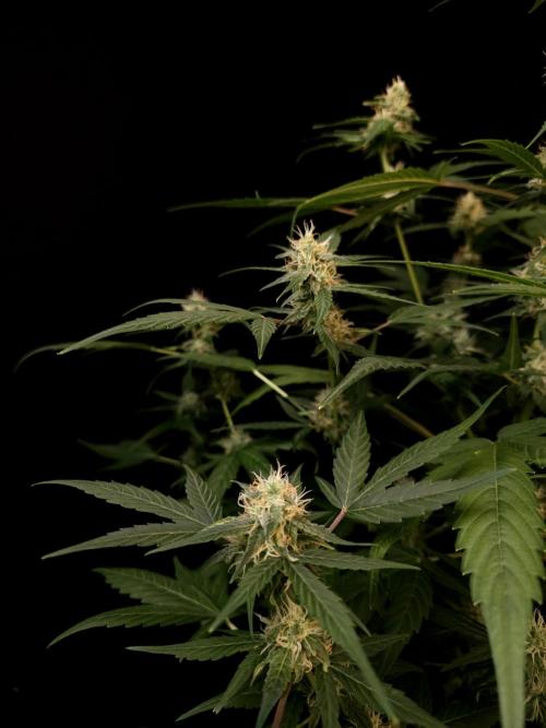 Vertigo Auto 1. Week 8