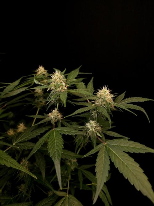 Vertigo Auto 1. Week 8