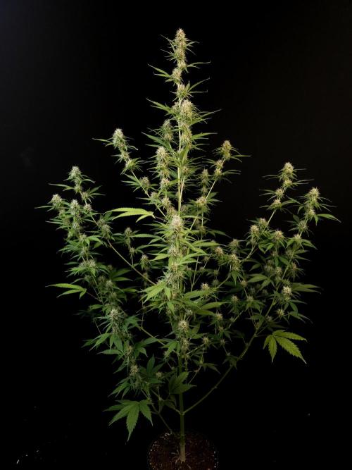 Vertigo Auto 2. Week 8