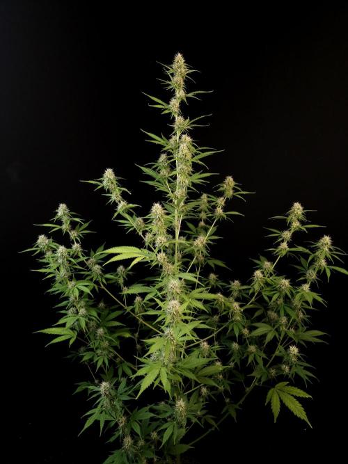 Vertigo Auto 2. Week 8