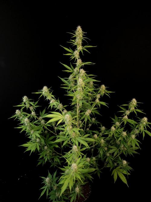 Vertigo Auto 2. Week 8