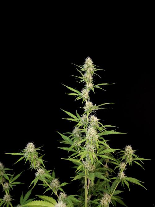 Vertigo Auto 2. Week 8