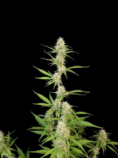 Vertigo Auto 2. Week 8