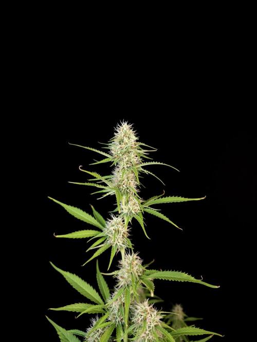 Vertigo Auto 2. Week 8