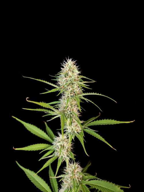 Vertigo Auto 2. Week 8