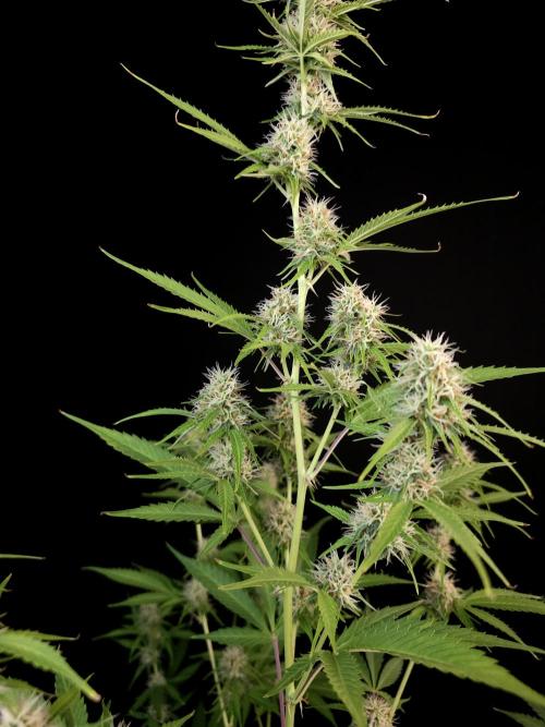 Vertigo Auto 2. Week 8