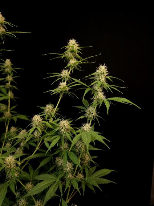 Vertigo Auto 2. Week 8