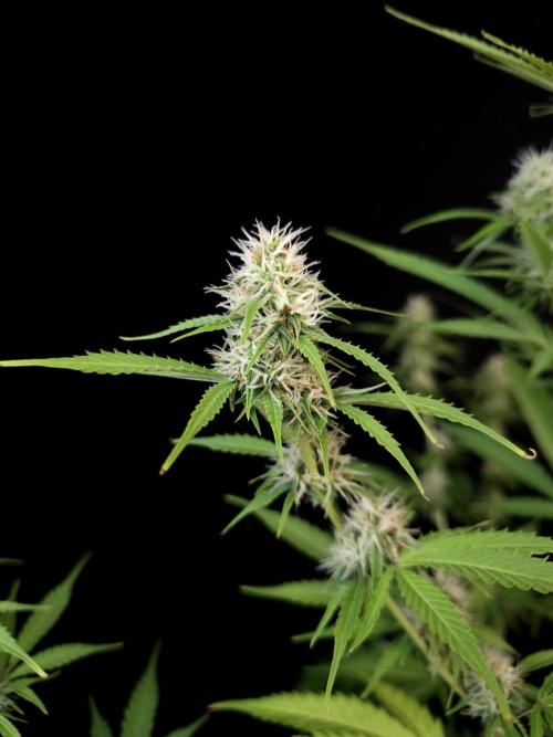 Vertigo Auto 2. Week 8