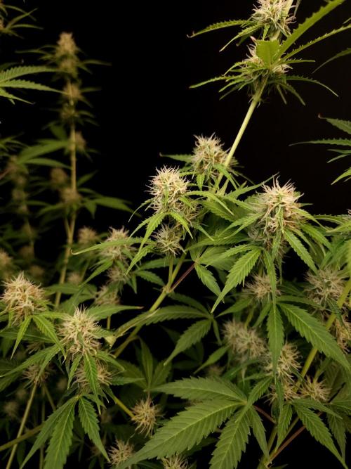 Vertigo Auto 2. Week 8