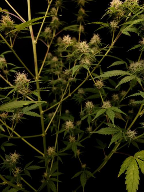 Vertigo Auto 2. Week 8