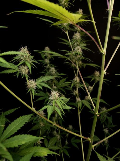 Vertigo Auto 2. Week 8