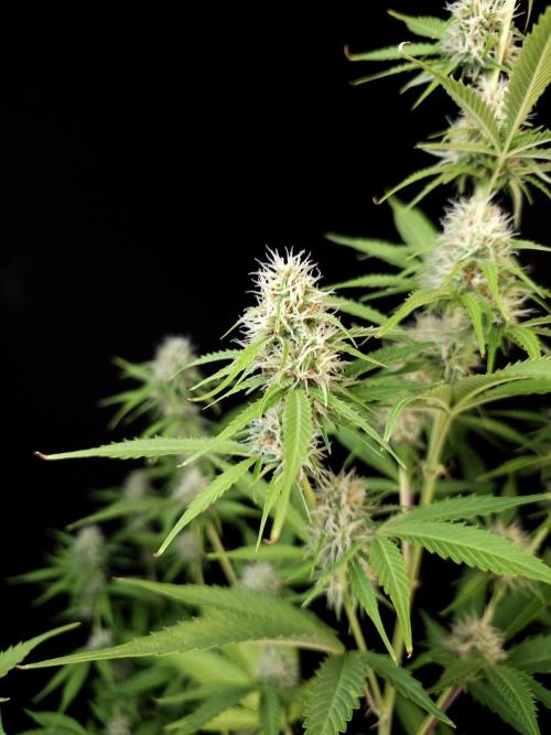 Vertigo Auto 2. Week 8