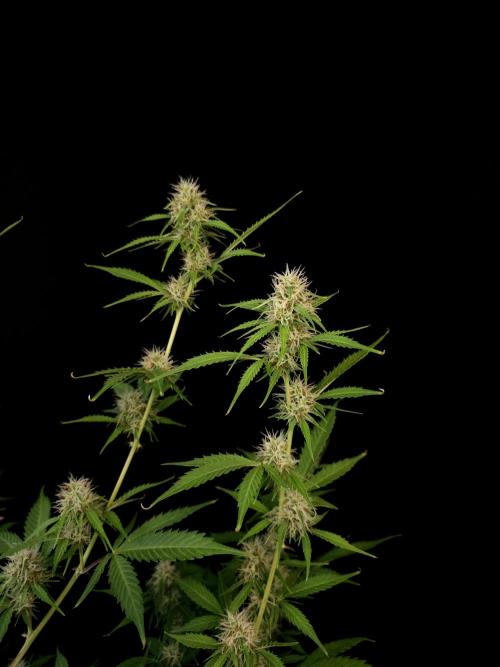 Vertigo Auto 2. Week 8