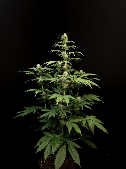 Test 50151  (1). Week 8