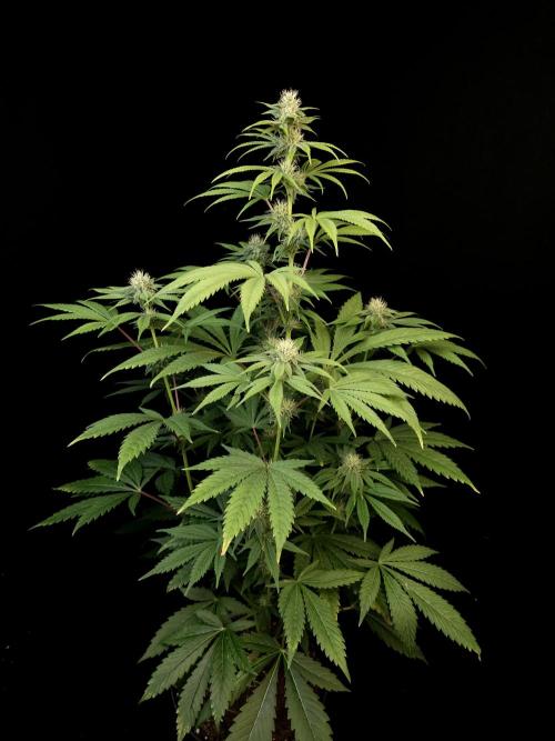 Test 50151  (1). Week 8