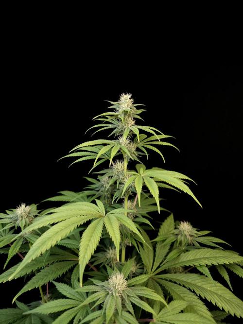 Test 50151  (1). Week 8