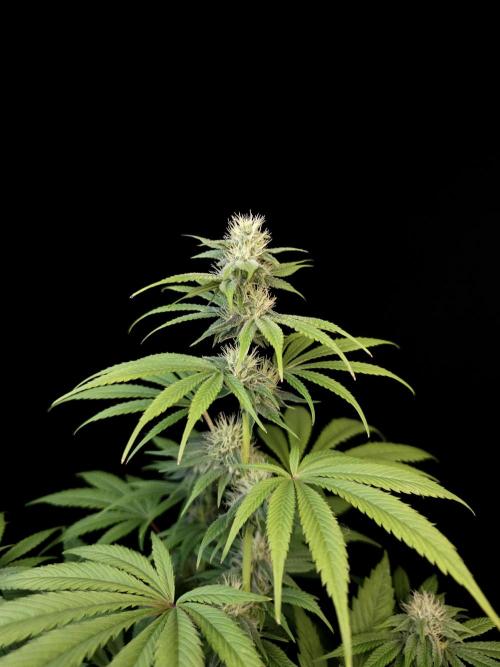 Test 50151  (1). Week 8