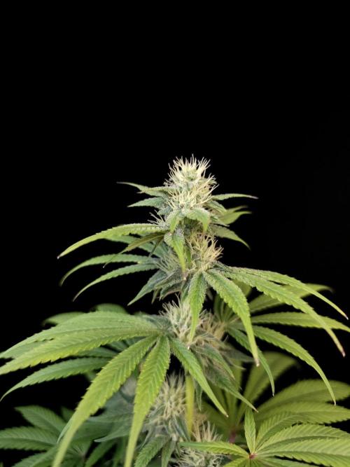 Test 50151  (1). Week 8